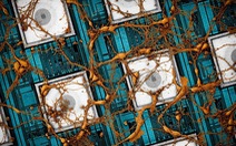 Samsung hé lộ nghiên cứu sao chép não người vào chip