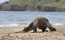 Rồng Komodo vào danh sách nguy cơ tuyệt chủng vì nước biển dâng