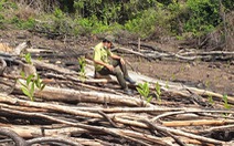 Phú Yên kiểm tra, xử lý toàn bộ các vụ phá rừng ở huyện Sơn Hòa
