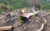 Phú Yên làm rõ phản ảnh cán bộ, cựu lãnh đạo quản lý rừng liên quan đến các vụ phá rừng