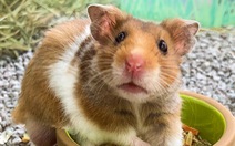 Làn sóng phản đối tiêu hủy hamster gia tăng ở Hong Kong
