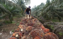 Indonesia siết chặt xuất khẩu dầu cọ