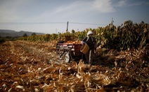 Trung Quốc 'bật đèn xanh' với cây trồng chỉnh sửa gien