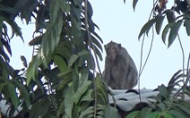 Thả 6 con khỉ ‘đại náo’ khu dân cư quận 12 về rừng