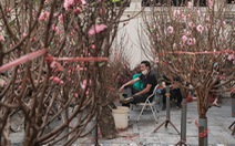 Hà Nội: Quận Hai Bà Trưng miễn tiền mặt bằng cho các hộ bán hoa, cây cảnh dịp Tết