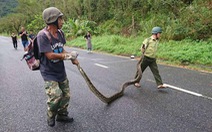 Trăn gấm 4 mét quấn chết khỉ bên vệ đường dưới núi Sơn Trà