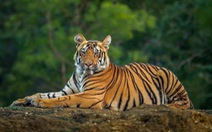 Ấn Độ: Bắt được con hổ đã giết hại 13 người