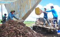 Nông dân ngại tái canh tác khoai lang, dù được xuất khẩu chính ngạch