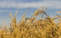 Giống lúa mới cho thu hoạch nhiều năm, không cần gieo hạt lại