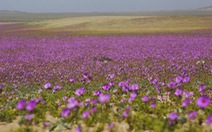 Chile bảo vệ hiện tượng 'sa mạc nở hoa' độc đáo tại Atacama