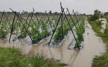 Triều cường gây thiệt hại hàng trăm héc ta lúa, rau màu ở miền Tây