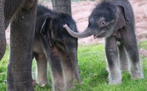 Lần đầu tiên ghi nhận voi sinh đôi trong sở thú