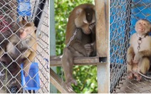 Ngành dừa Thái Lan bị kêu gọi tẩy chay do sử dụng lao động khỉ 'tràn lan'