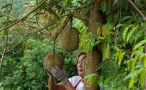 Nông dân Thái Lan lo cạnh tranh 'sốt vó' với sầu riêng tươi Việt Nam