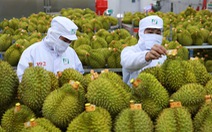 Doanh nhân Trung Quốc 'mách nước' 5 bí quyết để xuất khẩu trái cây Việt Nam vượt qua Thái Lan