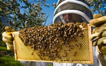 Vì sao ong lại liên quan đến sự tồn vong của loài người?