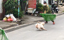 Video: 'Săn' chó thả rông ở TP Thủ Đức; Sau 48 tiếng chủ không đến làm việc sẽ xử lý chó bị bắt