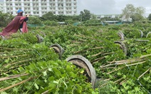 Gió giật cấp 9 làm người trồng hoa Tết ở Tuy Hòa thiệt hại 1,5 tỉ đồng