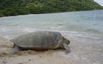 Côn Đảo - ‘ngôi nhà’ an toàn của rùa biển