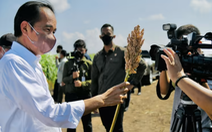 Indonesia chọn cao lương thay thế gạo, lúa mì