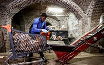 Doanh nghiệp Bỉ sản xuất nấm từ phế thải bia và bánh mì