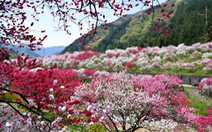 Thưởng lãm ba sắc hoa anh đào tuyệt đẹp ở Fukushima, Nhật Bản