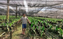 Chủ vườn Hoa Lan Đồng Nai nghìn m2 bày cách chăm Ngọc Điểm nở đúng vụ