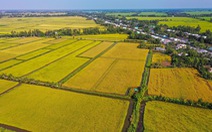 Bộ Nông nghiệp muốn Hà Lan đồng hành với dự án 1 triệu ha lúa chất lượng cao ở ĐBSCL