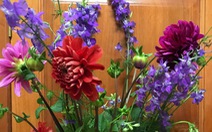 Hoa thược dược tím cùng violet - Màu hoa ký ức của tôi