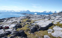 Nam Cực đang bị cây xanh ‘xâm chiếm’ với tốc độ kỷ lục