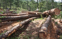 Lâm Đồng điều chuyển nhiều cán bộ để mất rừng
