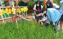 Ruộng lúa vào sân trường, học sinh thành phố hào hứng trải nghiệm