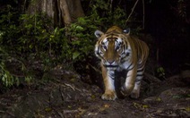 WWF: Loài hổ có thể đã biến mất khỏi Lào