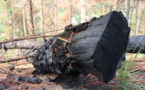 Lâm Đồng: 'Lâm tặc' cưa rừng thông rồi đốt hiện trường để phi tang