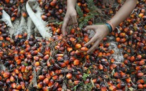 Indonesia tiếp tục siết chặt xuất khẩu dầu cọ