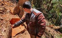 Cưa trộm 26 cây cổ thụ ở 'Đà Lạt 2', 4 người bị khởi tố