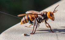 Bẫy tình dục dụ hàng nghìn con ong bắp cày đực tìm đến cái chết