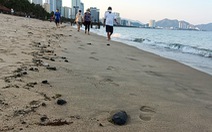 Dầu vón cục dạt vào bãi biển Nha Trang, kéo dài 3km