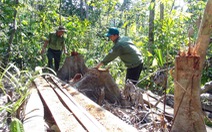 Nhiều cán bộ kiểm lâm, quản lý rừng bị truy tố trong vụ ‘mở đường phá rừng'