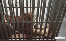 Nghệ An chuyển 7 con hổ Đông Dương cho Quảng Bình