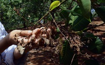 Nông dân Bình Phước thấp thỏm vì điều đầu vụ giá thấp, mưa ‘hành’