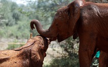 Nhà nghiên cứu làm việc cho đại học Mỹ bị voi giẫm đạp đến chết ở Uganda
