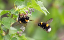 Các loài ong cỡ lớn có nguy cơ biến mất do nhiệt độ tăng