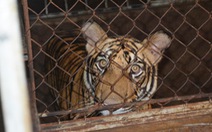 Nuôi 3 con hổ trong nhà, bị phạt 30 tháng tù