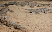 Thay đổi chế độ ăn dẫn tới sự 'bùng nổ' số lượng cá sấu ở Australia