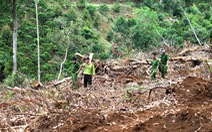 Lâm Đồng điều tra các băng nhóm phá rừng