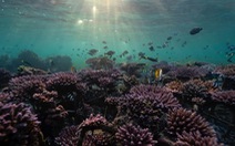 Nghiên cứu mới cảnh báo nguy cơ 'đại tuyệt chủng' dưới biển do nhiệt độ tăng