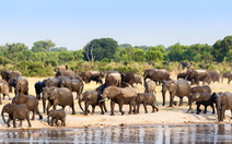 Dân Zimbabwe khổ vì bảo tồn voi quá tốt