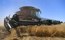 Phát hiện gene giúp sản xuất lúa mì chất lượng cao hơn
