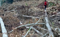 Phá hơn 2ha rừng tự nhiên ở vùng cao Thanh Hóa, vì sao chưa khởi tố?